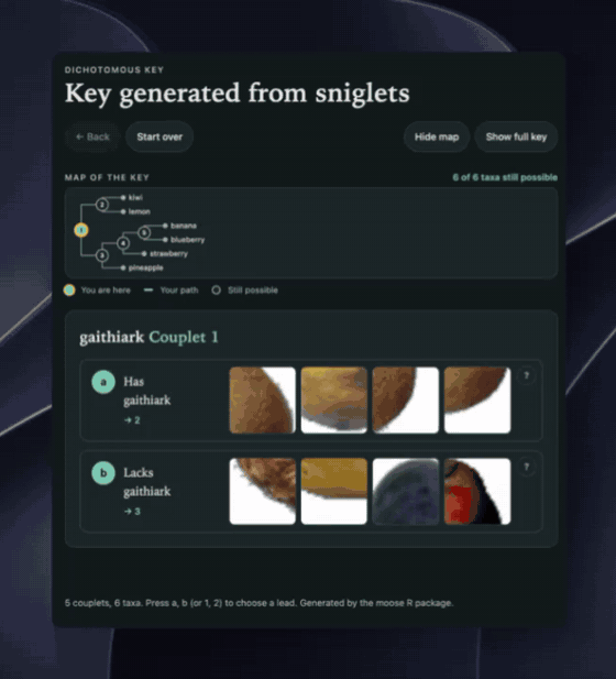 Stepping through a key built from photos of six fruits: each lead shows example crops of a sniglet, and the map shows which fruits are still possible